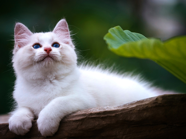 培它欢宠物科技